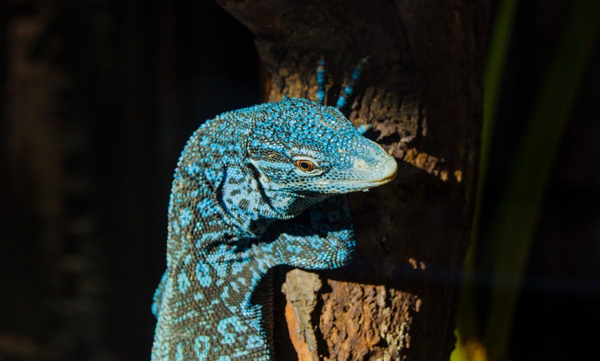 Image 1: Entrada nocturna a Bioparc Fuengirola con cena para niño o adulto