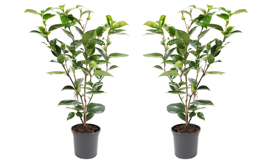 Image 15: 1 ou 2 arbustes de camélia du Japon XL de Gardenzo