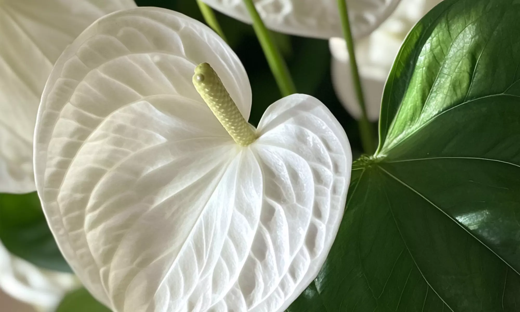 Rootz Flamingoblume (Anthurium)