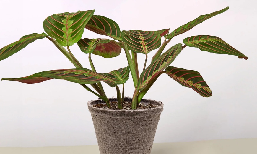 Image 8: Stunning Foliage: Adorn Your Space with a Maranta Red Prayer Plant from House Plant Shop with Free Shipping Up to 15% Off