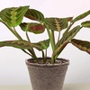 Image 8: Maranta Red Prayer Plant in 4" and 6" Sizes with Free Shipping Up to 24% Off