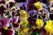 Pansy Frizzle Sizzle Mixed Collection – 24 or 48 plants - Image 3