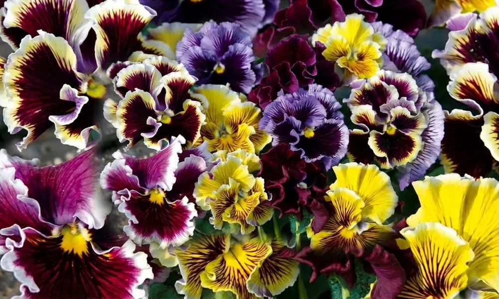 Pansy Frizzle Sizzle Mixed Collection – 24 or 48 plants