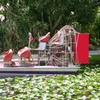 Image 2: Everglades Airboat Tour featuring Wildlife Show, Alligators & More