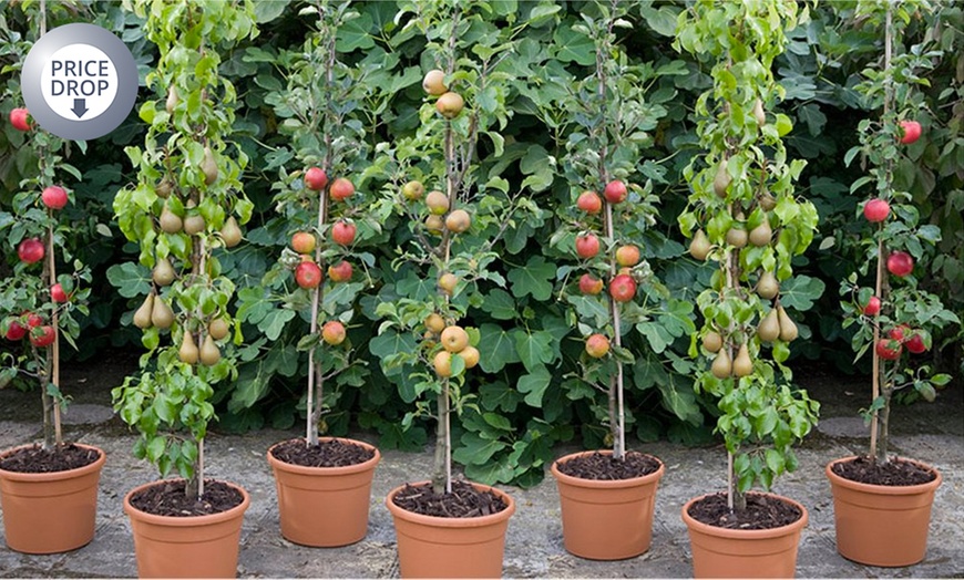 Image 1: Patio Pillar Fruit Trees