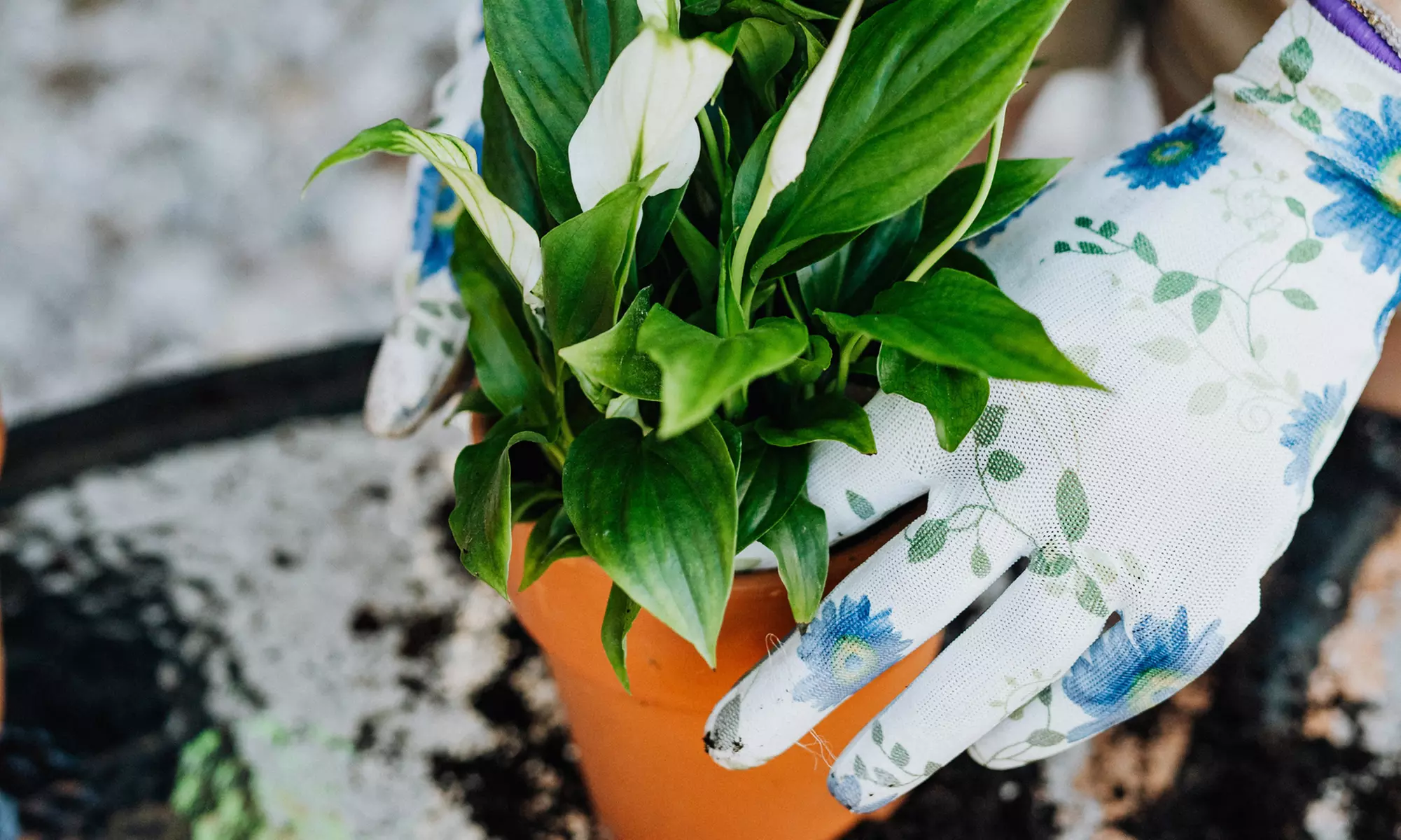 5er-Set Zimmerpflanzen