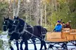 Enjoy a Scenic Horse-Drawn Sleigh or Wagon Ride For Up to Six People at Cornerstone Ranch Up to 26% Off - Second Medium