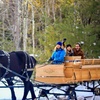 Image 2:  Group Horse-Drawn Sleigh/Wagon Ride with Guide at Cornerstone Ranch