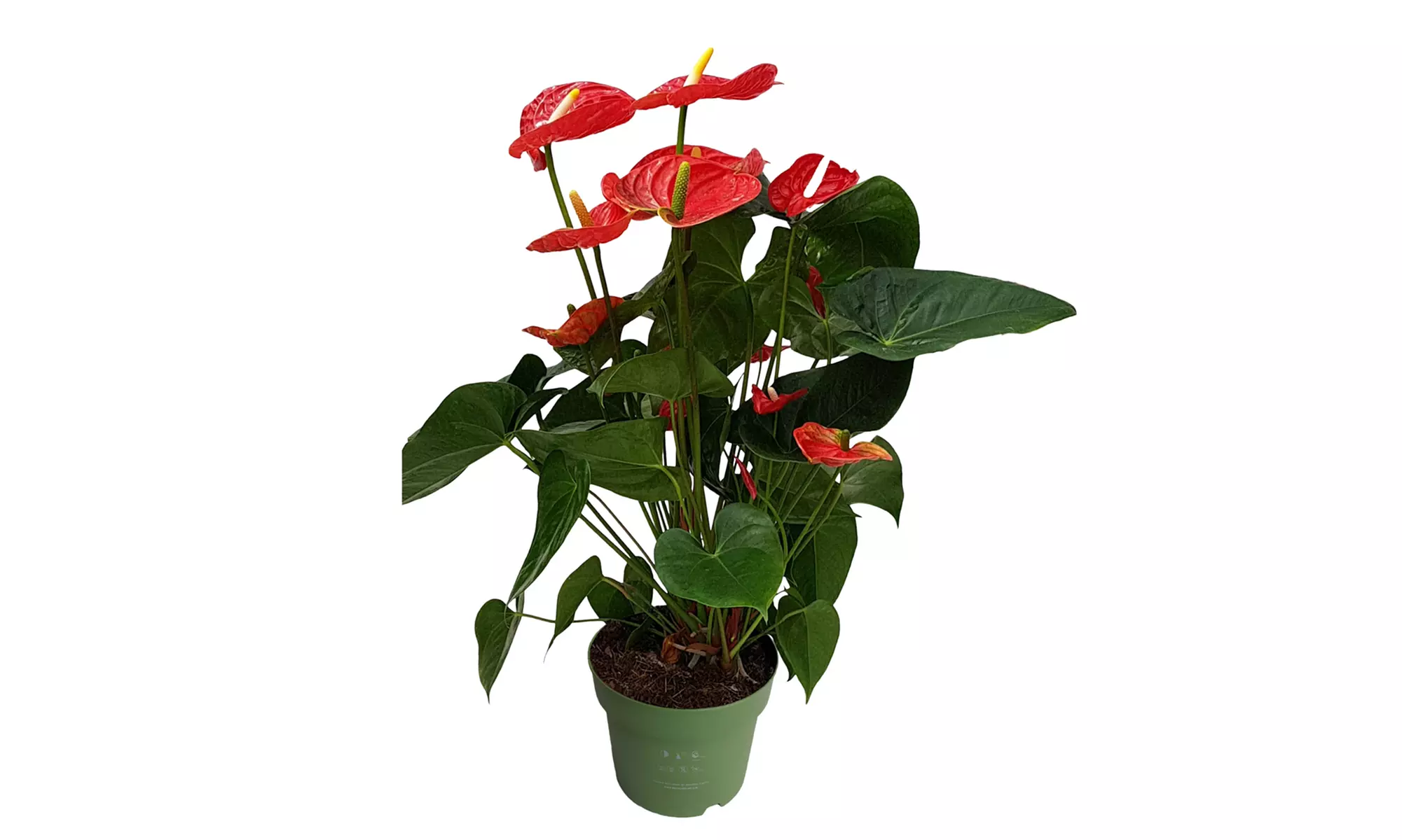 Rootz Flamingoblume (Anthurium)