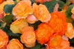 Up to 60-Pack Begonia Apricot Shades - Image 7