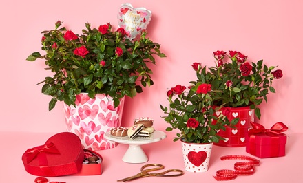 $30 Towards Plant Gifts on 1-800-Flowers.com - Beautiful Plants from 1-800-Flowers.com