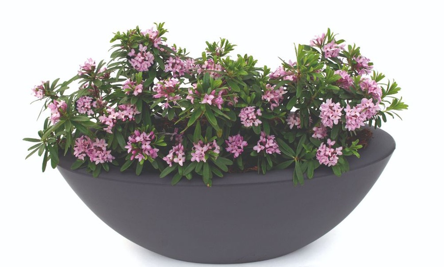 Image 8: Potted Fragrant Daphne Plants - 1 or 2 Potted Plants