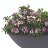 Image 8: Potted Fragrant Daphne Plants - 1 or 2 Potted Plants