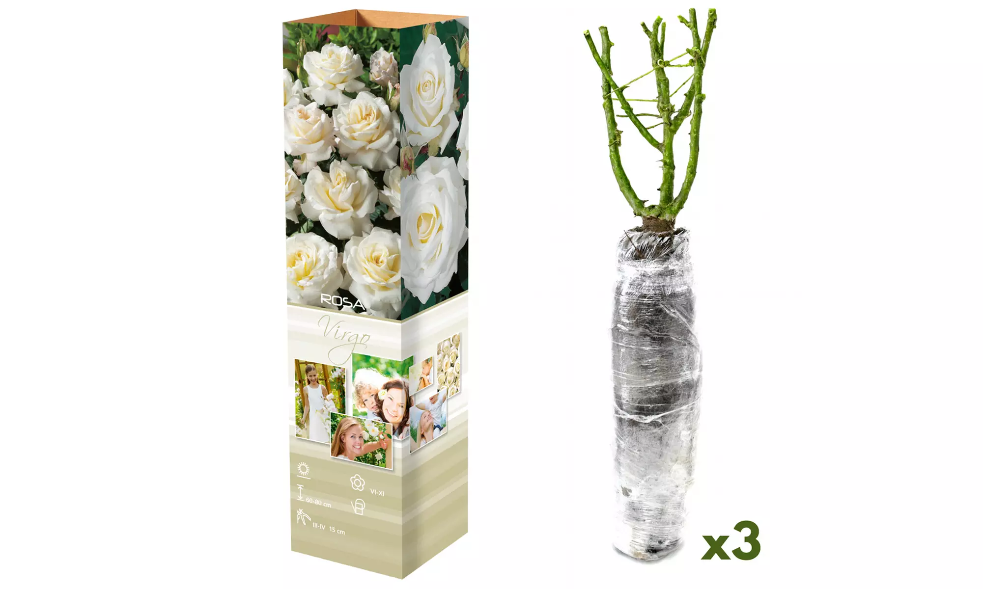 Roses : Dame de Coeur, Joro, Gloria Dei, entre autres