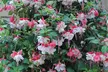 Up to 100 Fuchsia Giant Mixed Collection Plants - Image 5