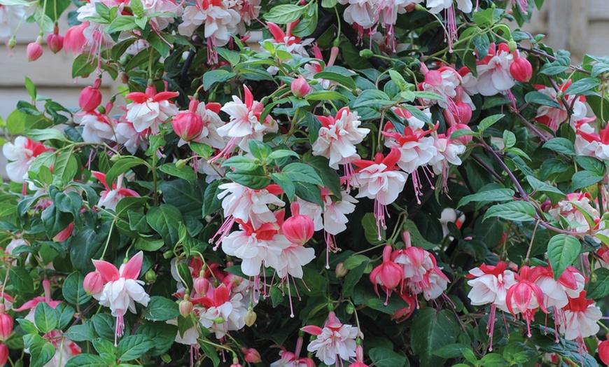 Image 5: Up to 100 Fuchsia Giant Mixed Collection Plants