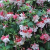 Image 5: Up to 100 Fuchsia Giant Mixed Collection Plants
