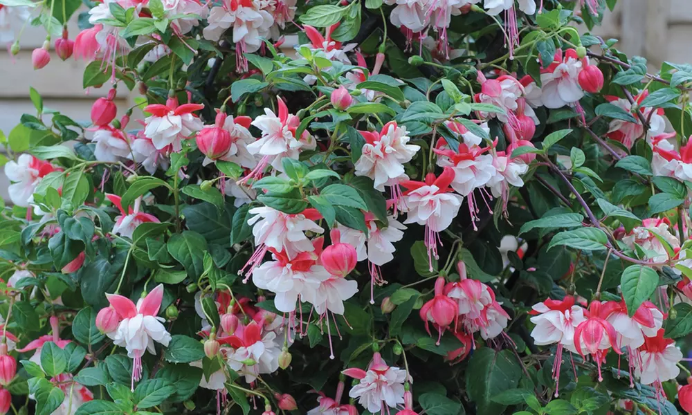 Up to 100 Fuchsia Giant Mixed Collection Plants