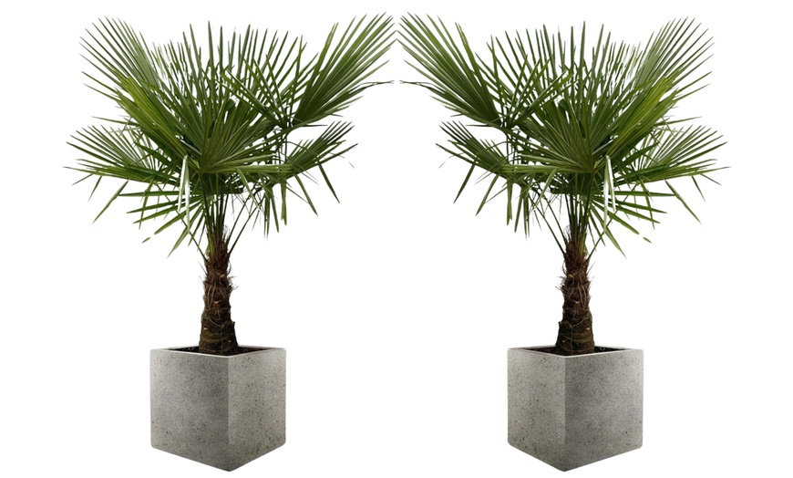 Image 3: 1 ou 2 palmiers "Trachycarpus fortunei" de Gardenzo