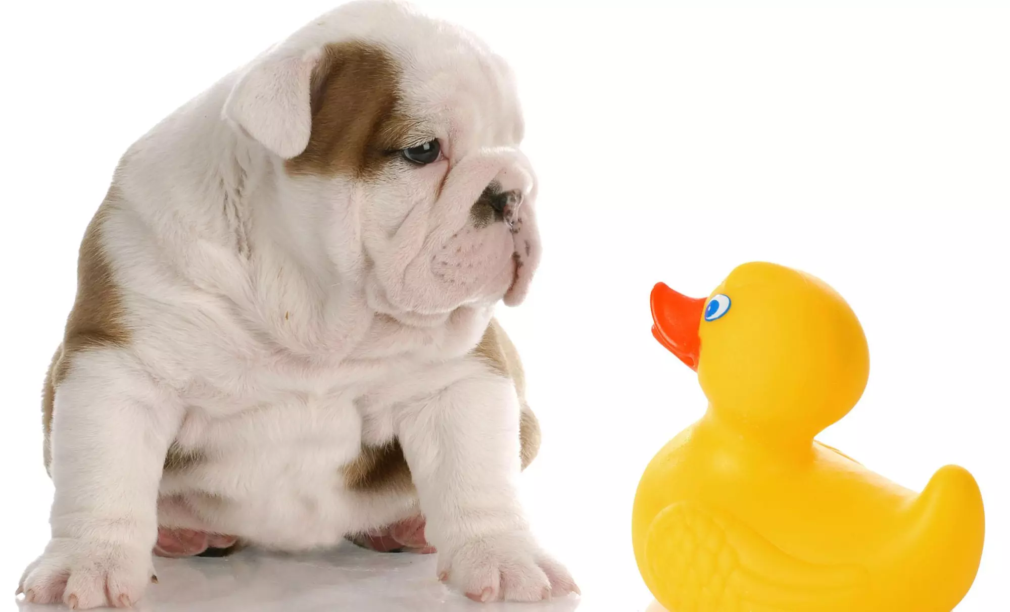 $5 Off $10 Worth of Grooming - Pet - Primary Image