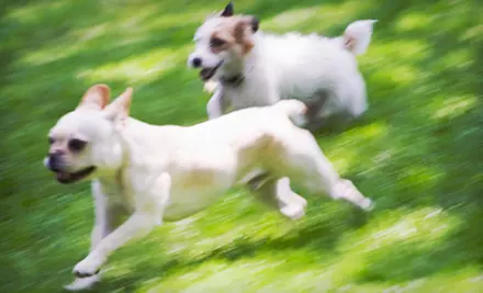 One, Three, or Five Days of Doggie Daycare at The Hound Lounge (Up to 51% Off)  - Primary Image