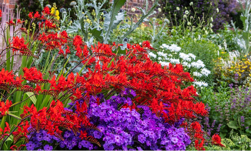 Image 1: Three or Ten Crocosmia Lucifer Bulbs