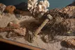Savannah Pirates Museum: Real Treasure, Interactive Exhibits & Speakeasy Tavern - Second Medium