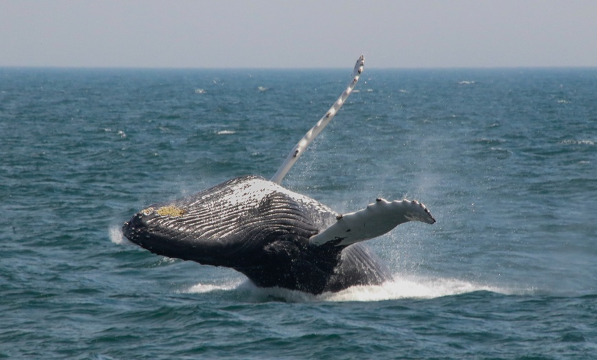 Image 2: Whale Watching Tour | Guaranteed Sightings | Cape Ann 