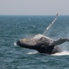 Image 2: Whale Watching Tour | Guaranteed Sightings | Cape Ann 