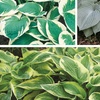 Image 1: YouGarden Hardy Hosta Collection