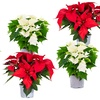 Image 5: Set de 3 ou 6 plantes de Noël "Poinsettia" rouges et / ou blanches