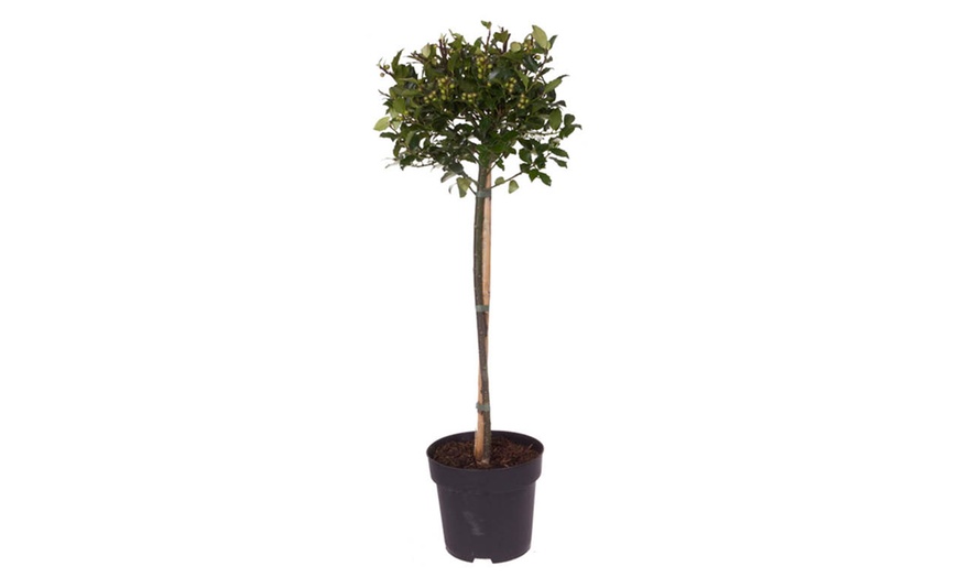 Image 3: Holly Ilex x meserveae 'Blue Maid' Standard Plant