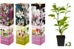 3x oder 6x Set Magnolien - Second Medium