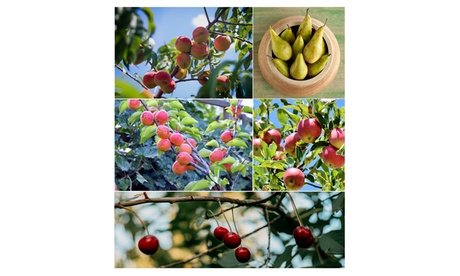 OH2 3er-Set Obstbäume,Schattenmorelle
