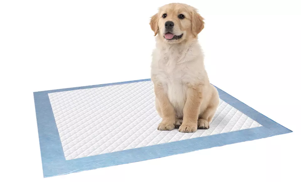 Pet Training Pads (100-Pack) - Primary Image