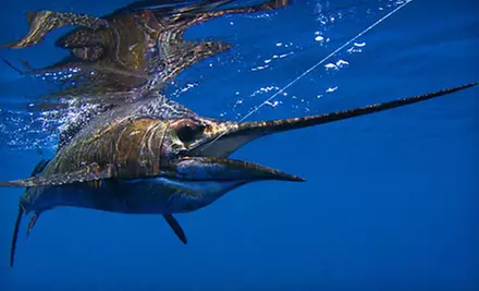 $20 for IGFA Membership–Year-long Museum Admission with Online Record Access and World Record Book ($40 Value) - Primary Image