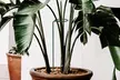 6 Pack Plant Stakes for Flowers Metal Single Stem Plant Support Rings 16 inch - Second Medium