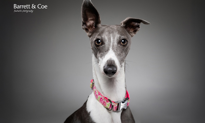 Image 11: Say Paw-lease! Pet Photoshoot + 8"x6" Print – Save up to 91%