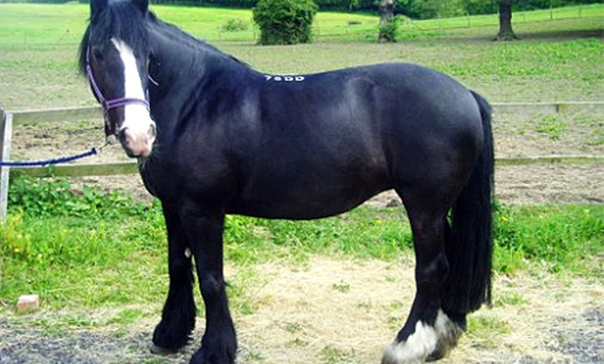 Image 2: Horse Riding Epping Forest