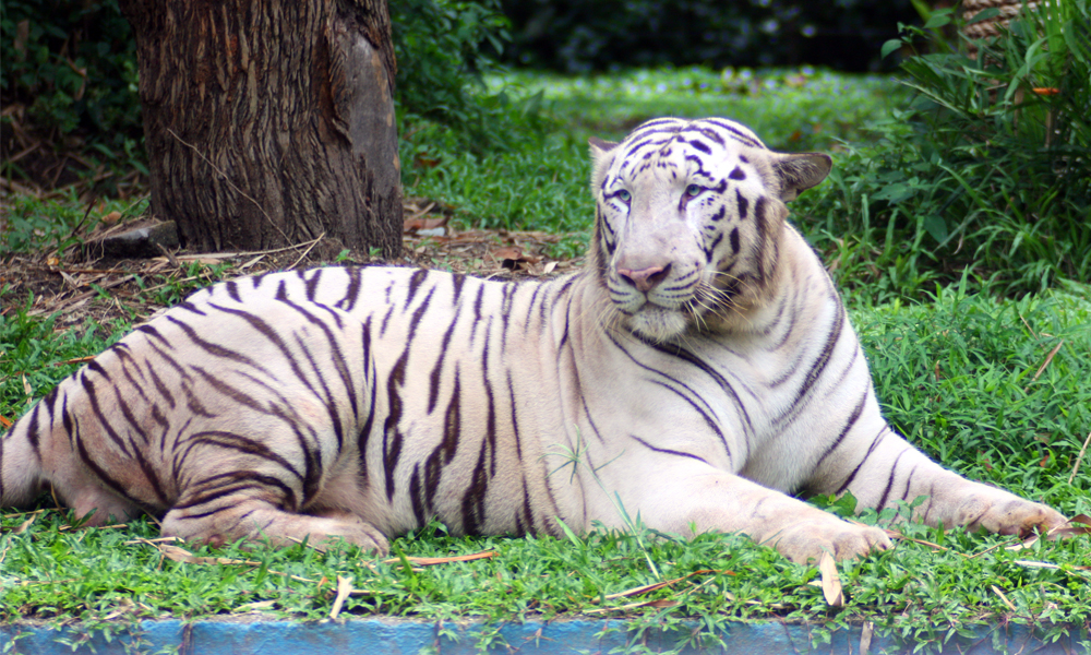 Zoo Negara Klang Deal of the Day | Groupon Klang