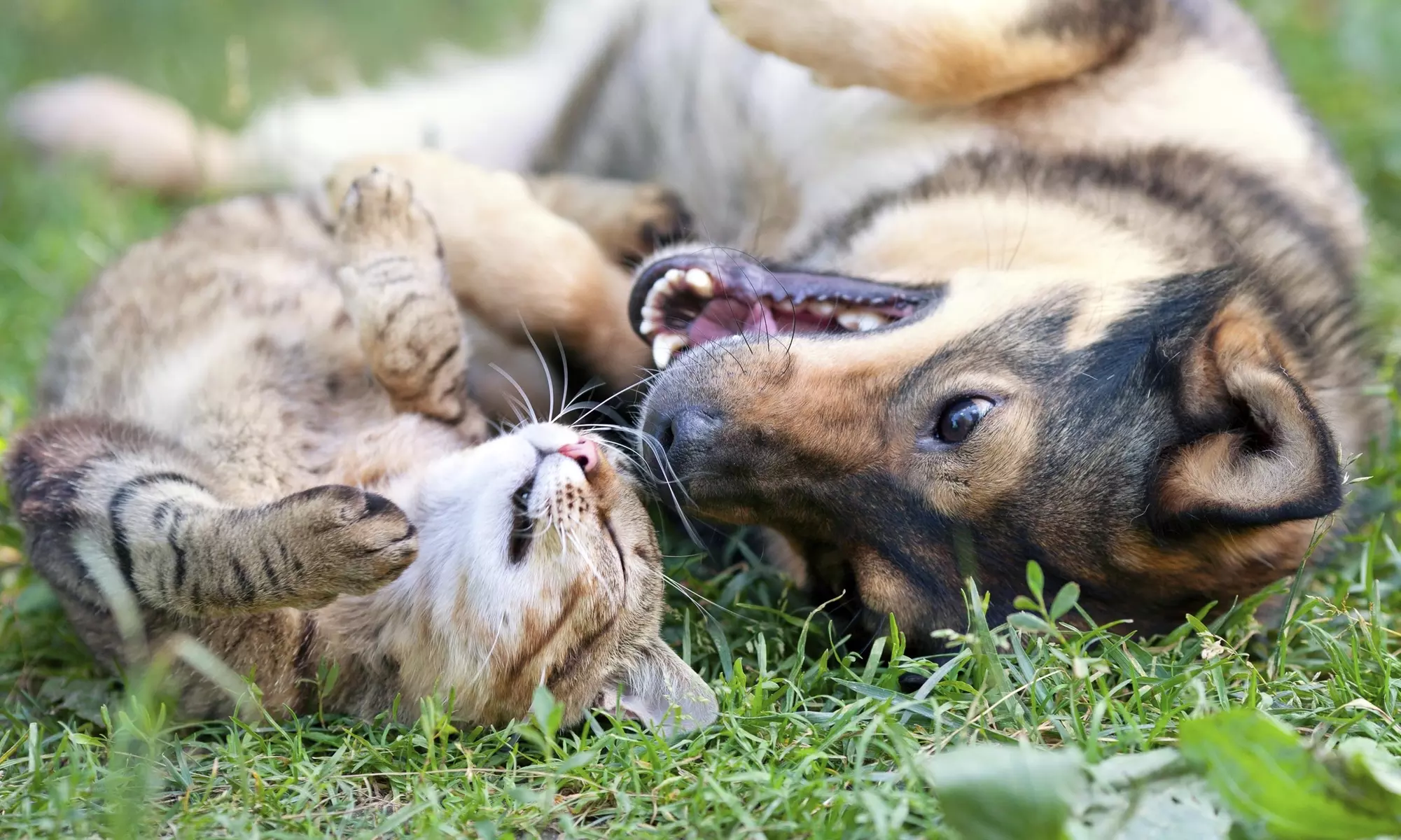 Two Days of Pet Sitting Services from My Yuppy Puppy Pet Sitting (41% Off) - Primary Image