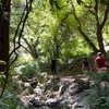 Image 16: SF's WildSide, Redwood & Hike or Golden Gate Park's Hidden Gems Tour
