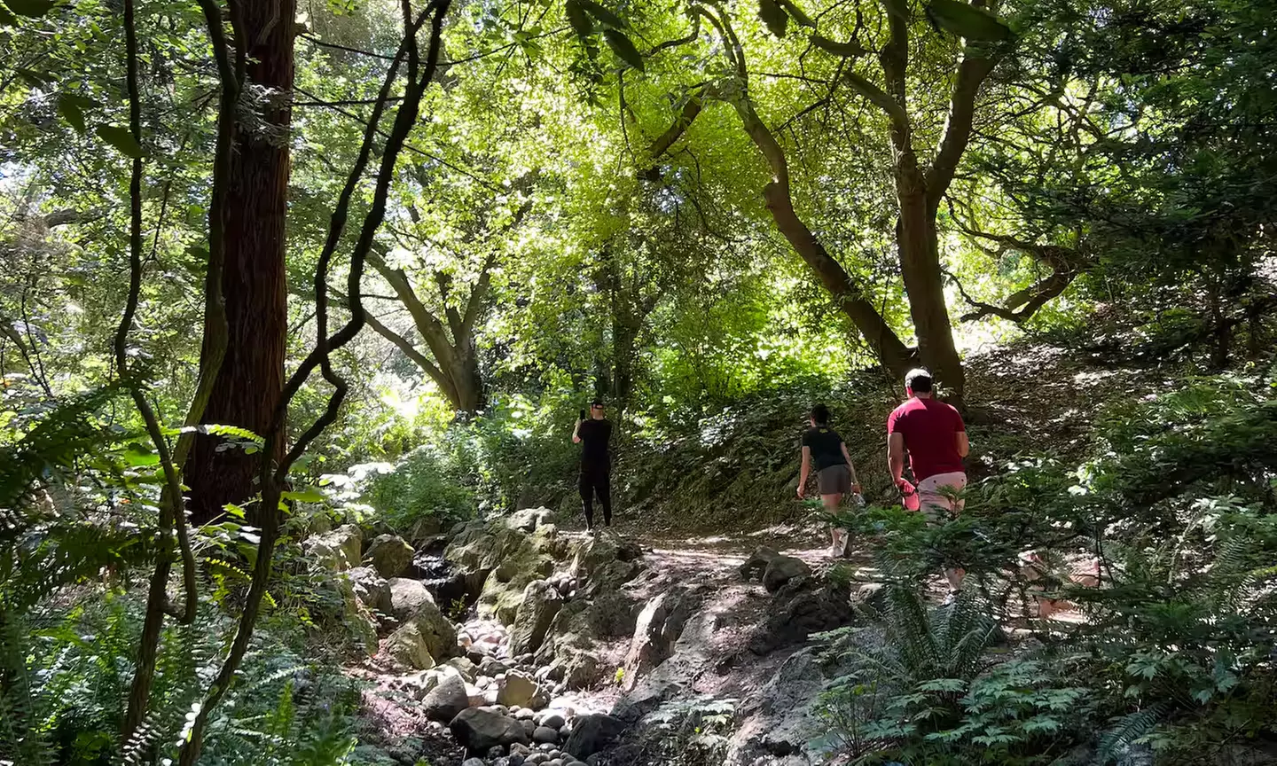 SF's WildSide, Redwood & Hike or Golden Gate Park's Hidden Gems Tour