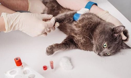 Male Cat Castration (without Blood test or medication) - Cute Cat Veterinary Clinic Dubai