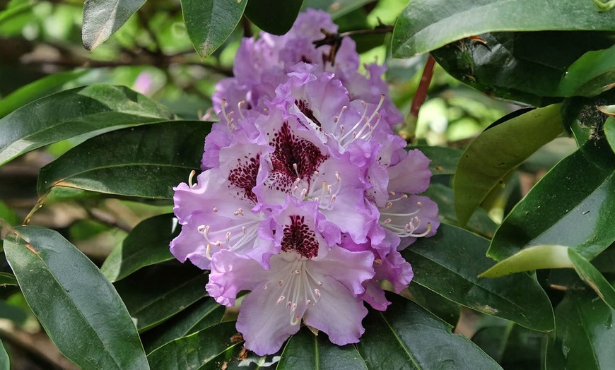 Image 2: Rhododendron Hybrid Lilac