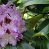 Image 2: Rhododendron Hybrid Lilac