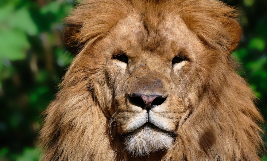 Image 24: Vivre les missions d’un soigneur au Touroparc Zoo