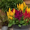 Image 3: Celosia 'First Flame Mix' - 24 or 48 Plants