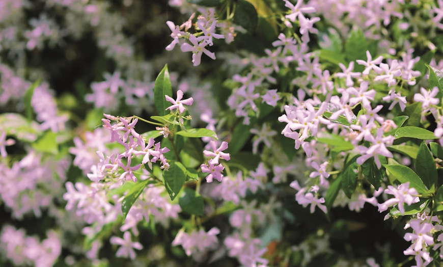 Image 4: Scented Plant Trio Collection – 1 or 3 Plants