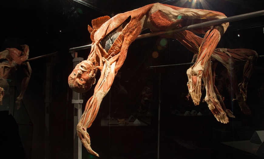 Image 2: Body Worlds The Happiness Project